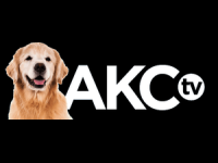 AKC TV Puppies
